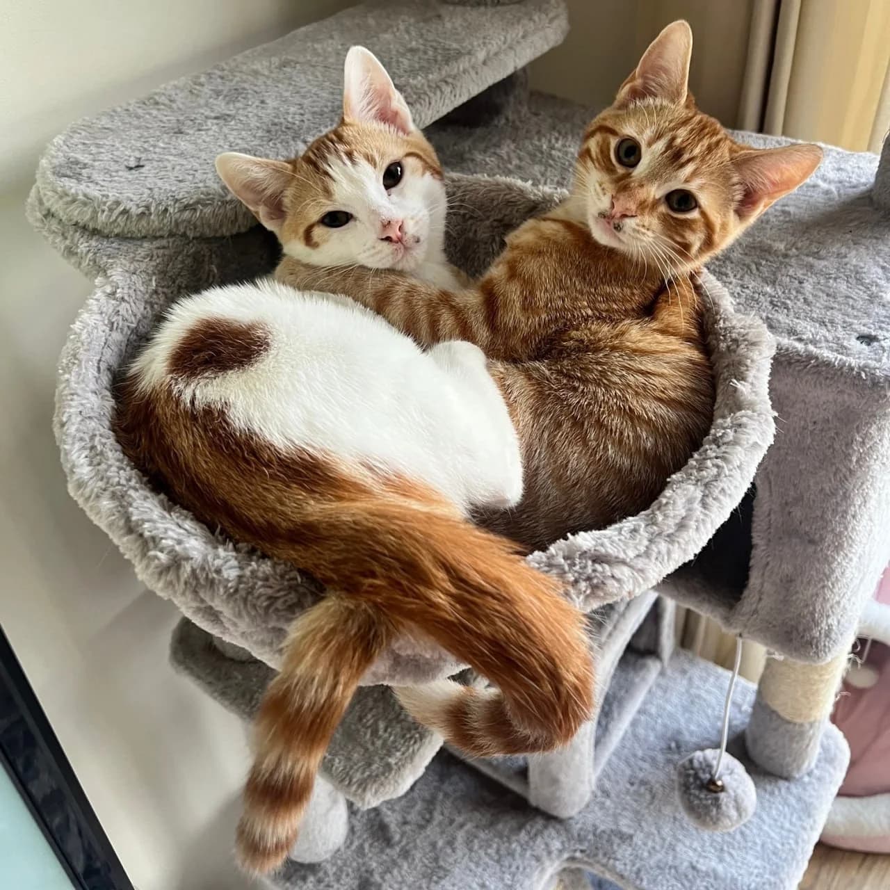 Peach and Pablo cats in bed
