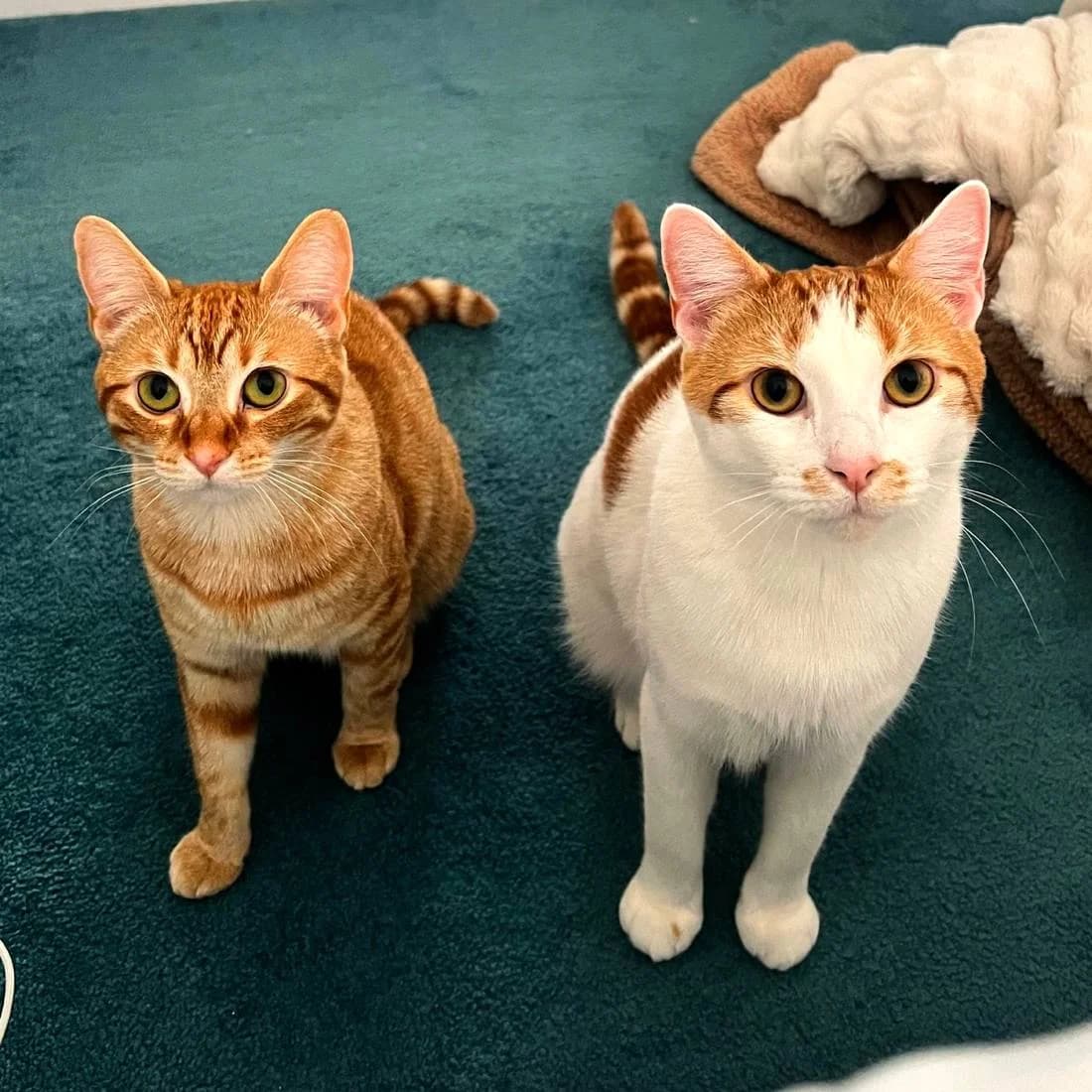 Peach and Pablo cats