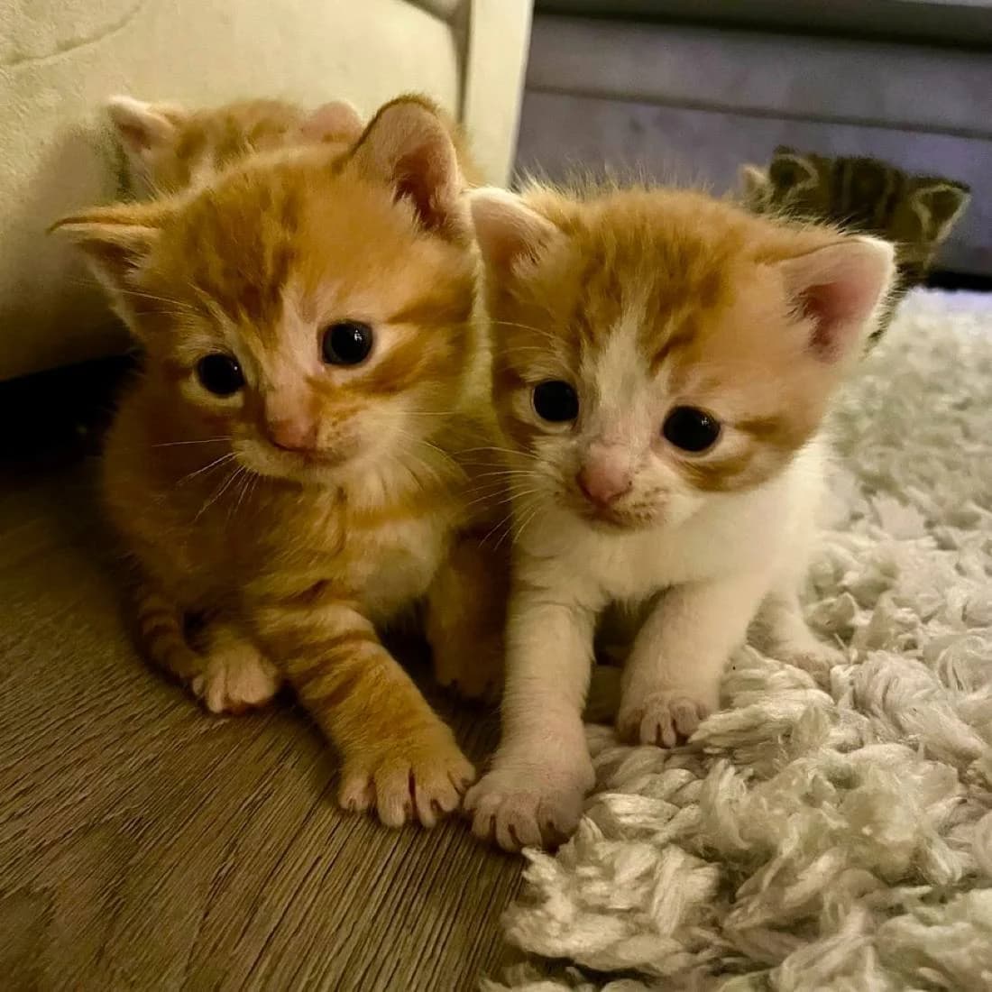 Peach and Pablo as kittens